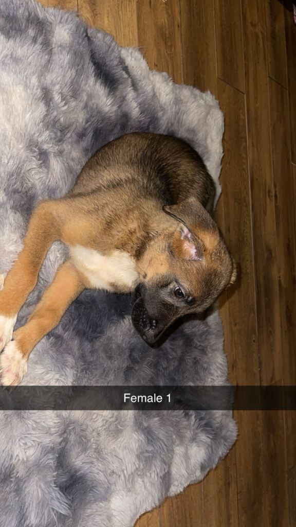 READY NOW Cane Corso x Bullmastiff x Border Collie Puppies