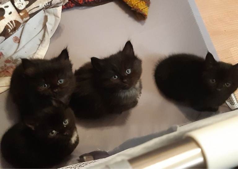 3 female black kittens