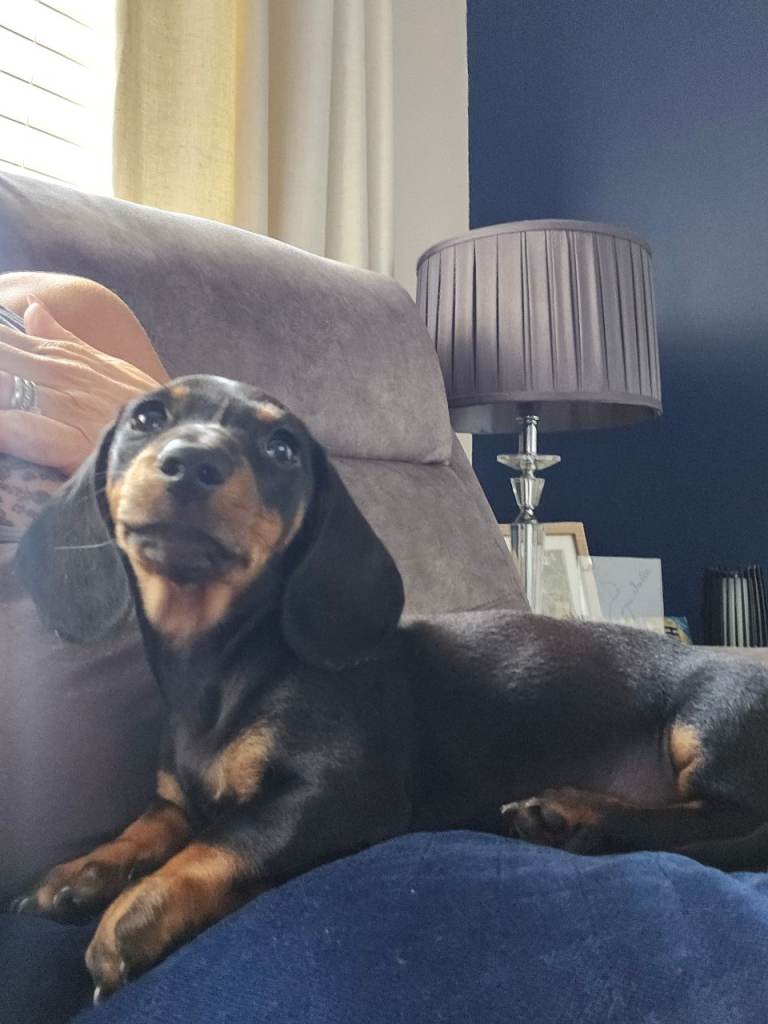 Miniature black and tan Dachshund ready to go with you .