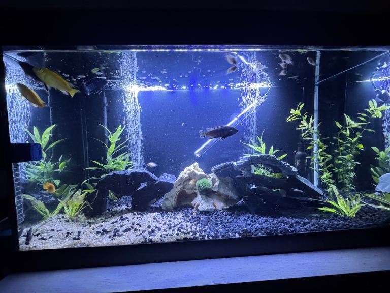 Large Fish Tank Aquarium with Filtration and Decorations