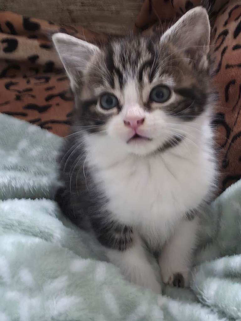8 weeks kitten 