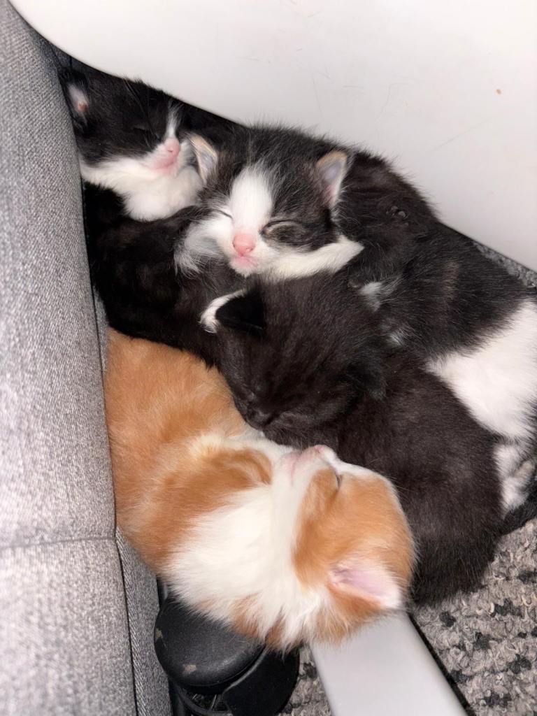 Kittens for Sale 