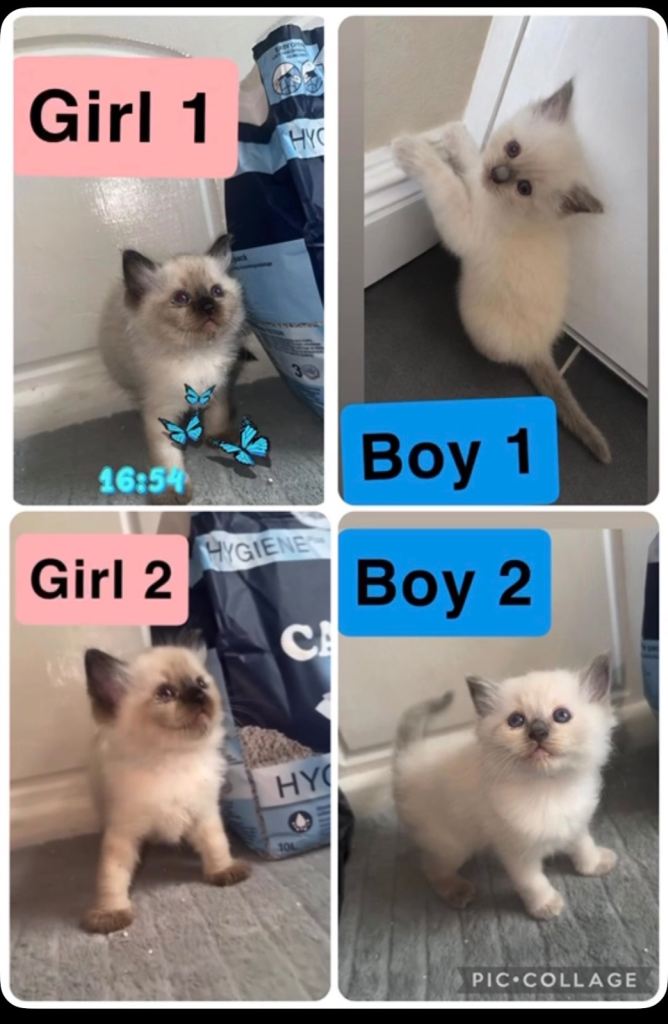 Ragdoll kittens read description 