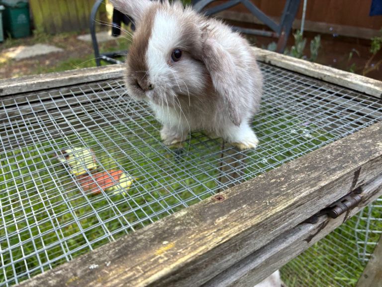 6 beautiful mini lop babies
