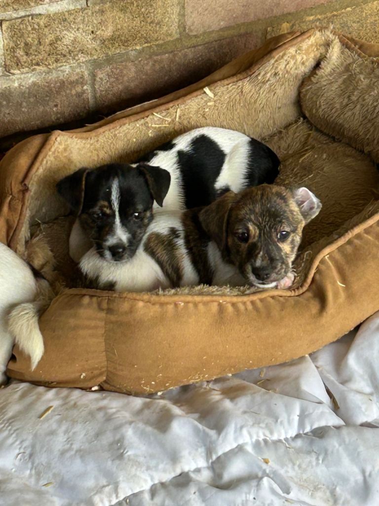 Jack Russell  cross beagle jack  