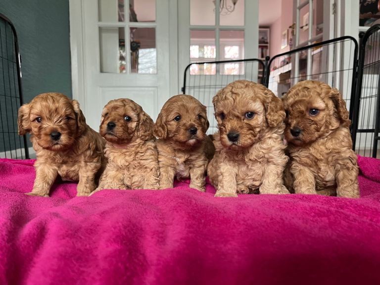 Cavapoo Puppies