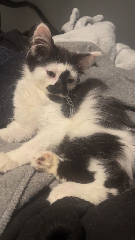 2 fluffy kittens ready for there forever homes