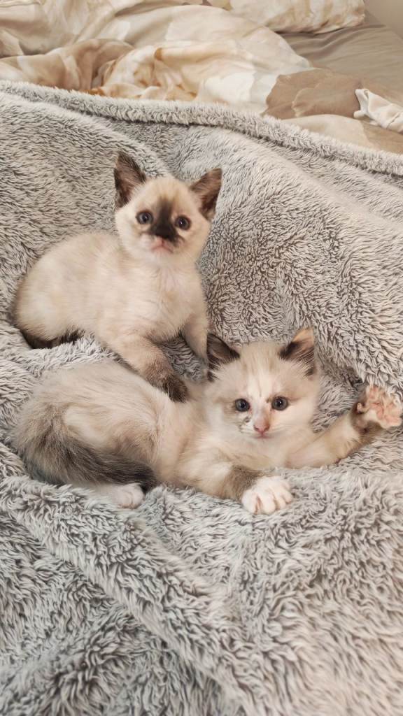 Siamese × ragdoll mix girls