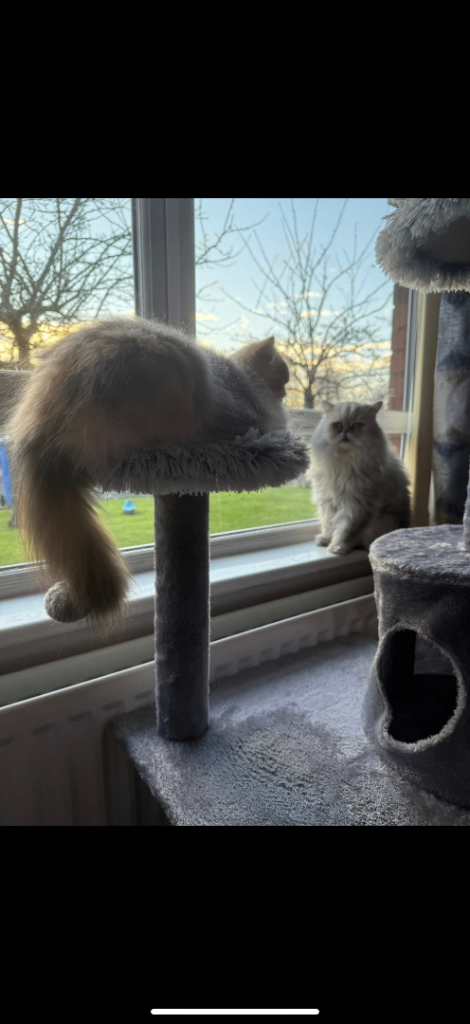 😻 DONT MISS OUT 2 GORGEOUS PERSIAN KITTENS 😻