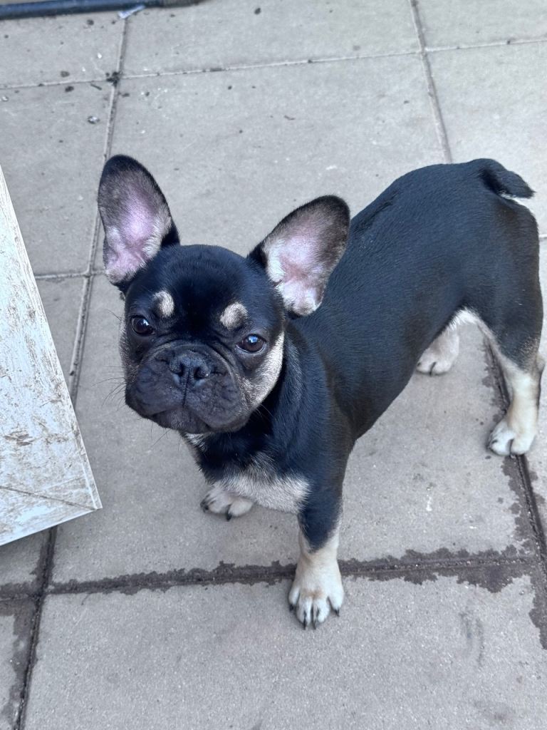 1.5 year old Female French Bulldog