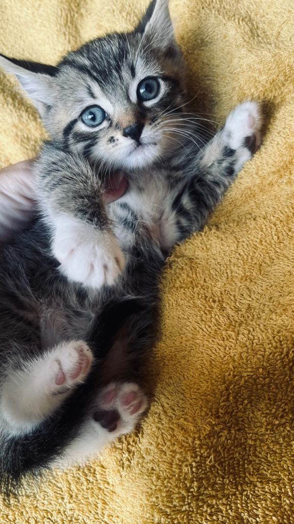 Kittens 🩵🩷
