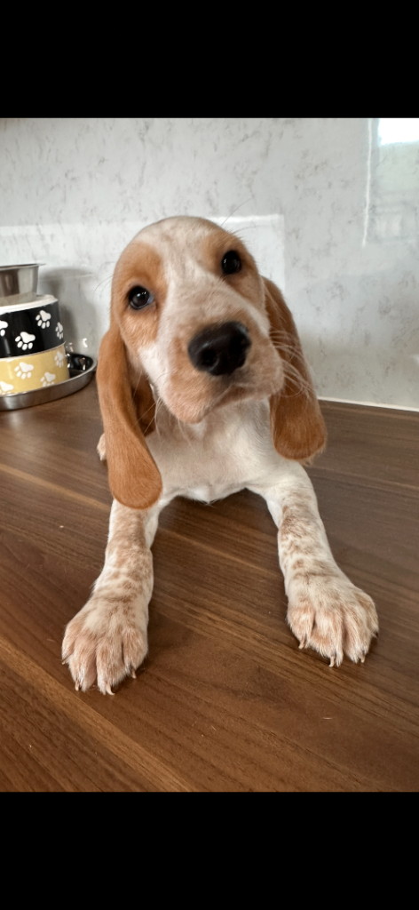 3 PUPPIES LEFT Beaglier