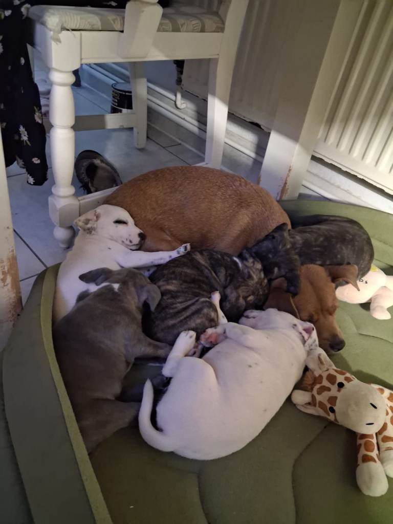 Staffy pups 