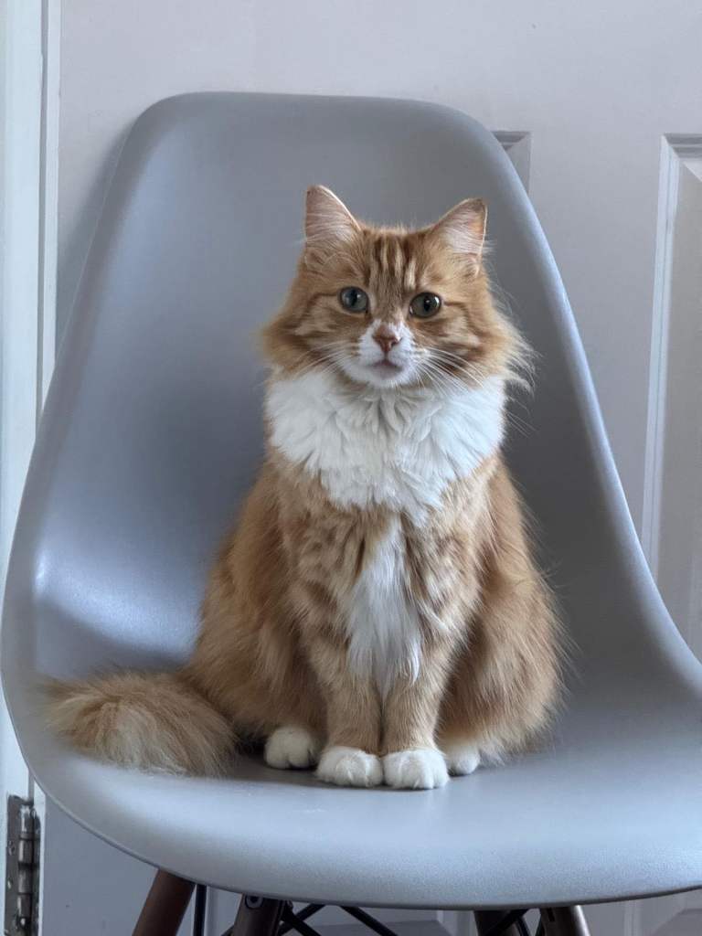 Ginger Cats