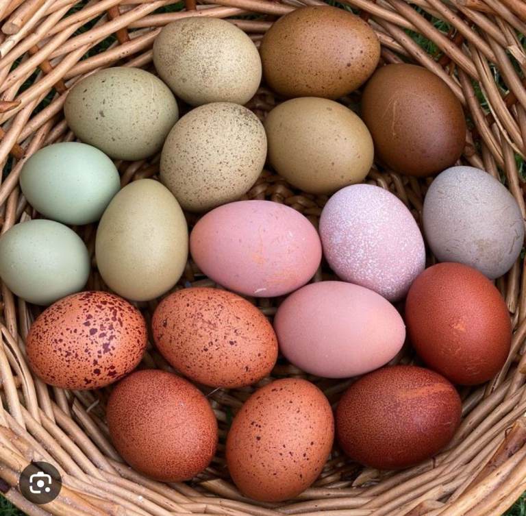 Free Range Rainbow Eggs