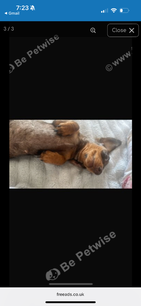 Dog 