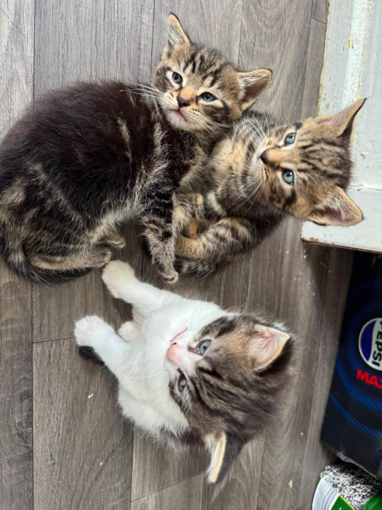 Adorable Kittens