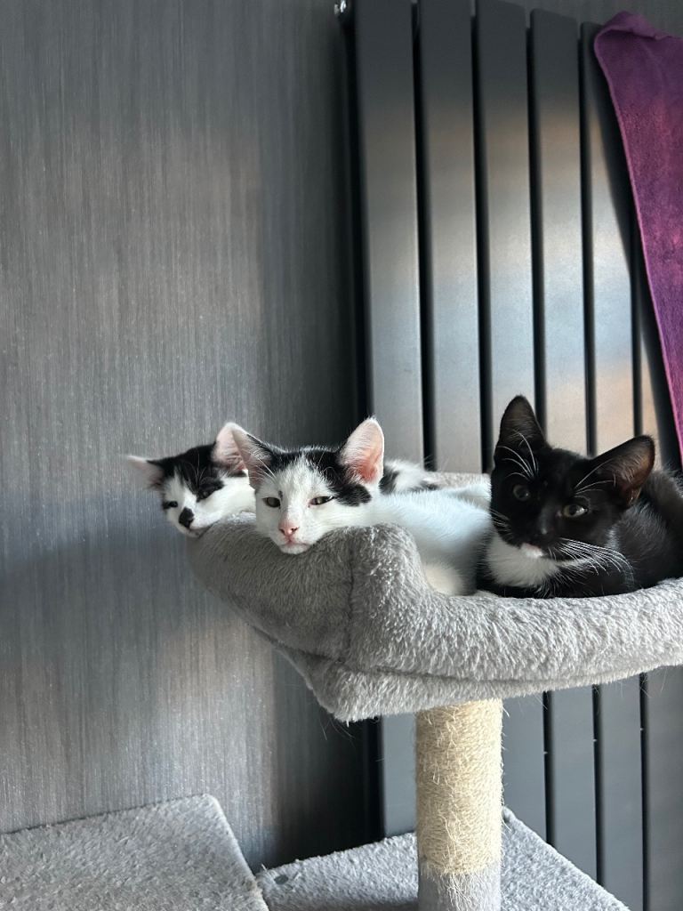 Kittens for sale 