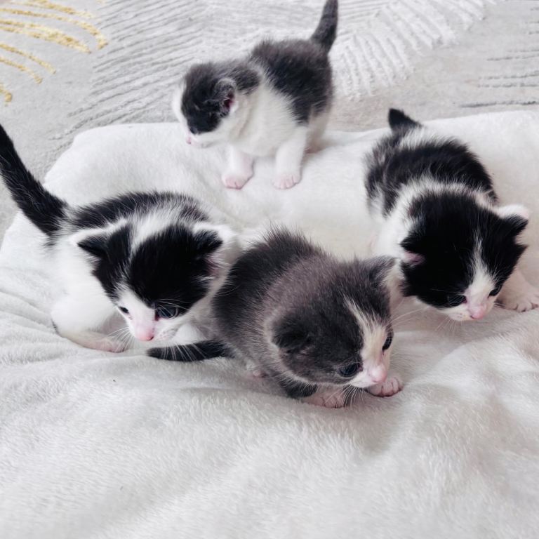 Gorgeous kittens looking for new home