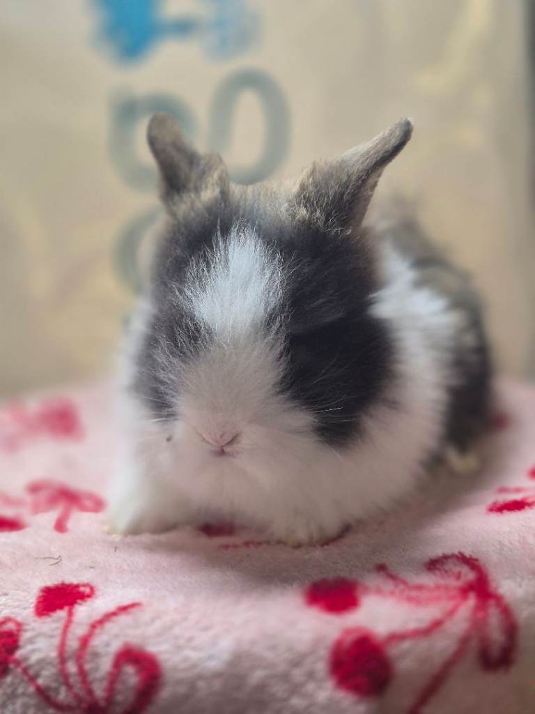 Lionhead bunnys