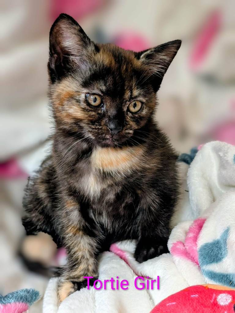 Beautitul half bred kittens,  wormed/flead/litter trained/  FROM £80  READY TO LEAVE