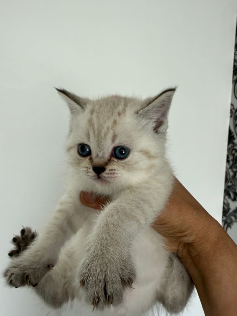 British shorthair kittens