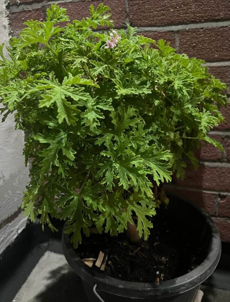 Scented Citronella Geranium Pelargonium Plant in a Pot.