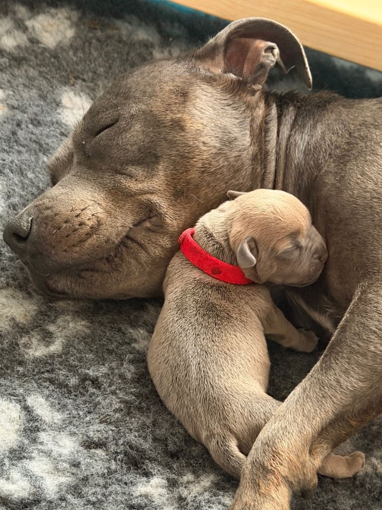 STUNNING BLUE/FAWN & BLUE/WHITE STAFFORDSHIRE BULLTERRIER PUPPIES FOR SALE 🐾