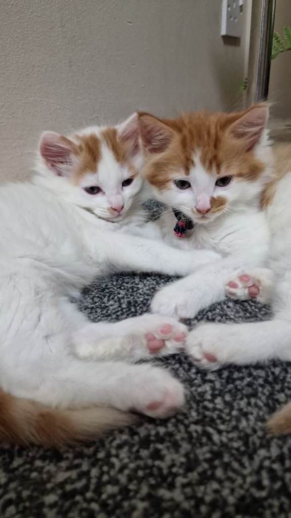 Kittens , 9 weeks old