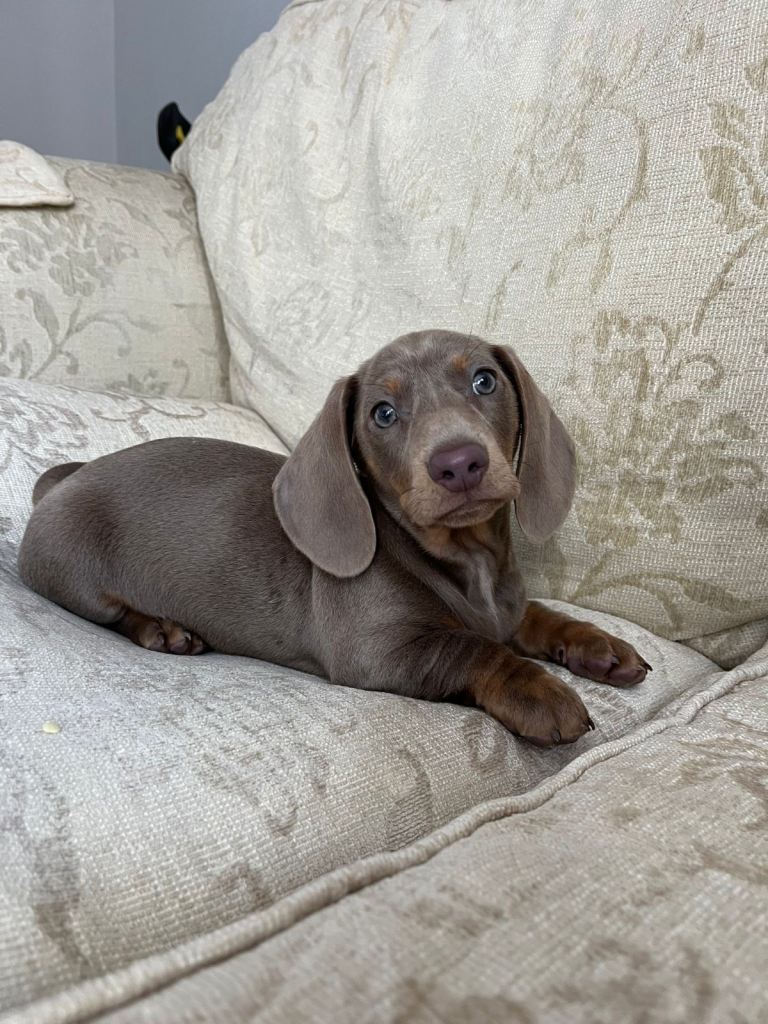 Dachshund (Boy)