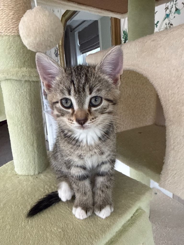 Kittens looking for Forever Homes. 