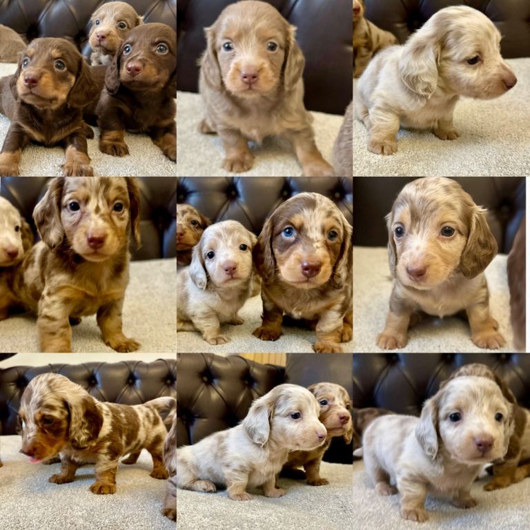 Dachshunds puppies Long Hair miniature 