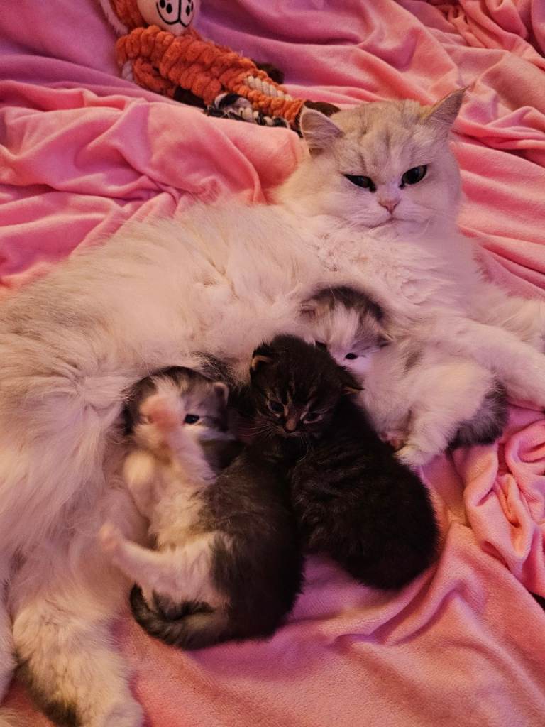 Pretty Persian cross kittens