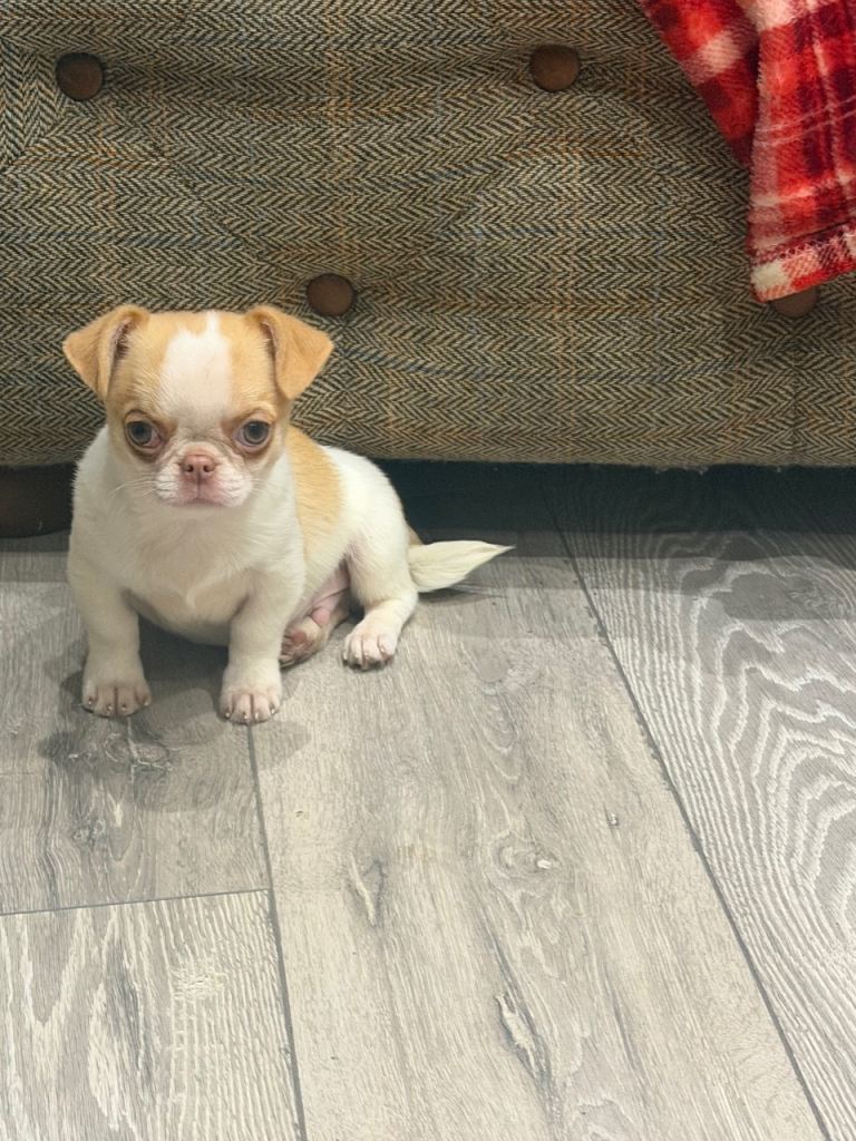 KC registered chihuahua boys with green eyes 