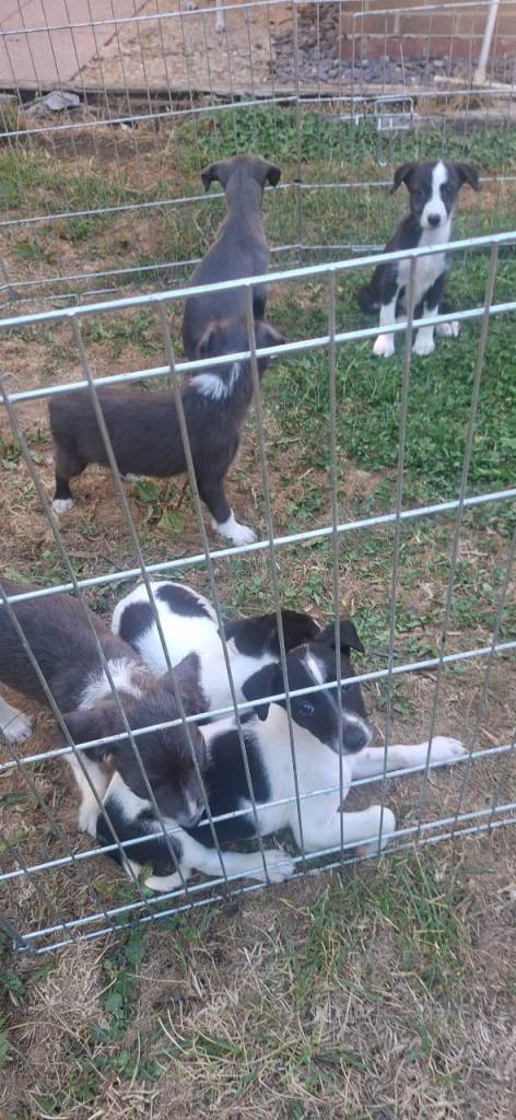 whippet collie pups