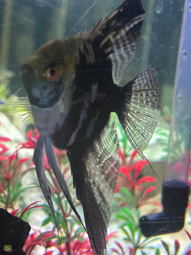 Various tropical fish for sale 