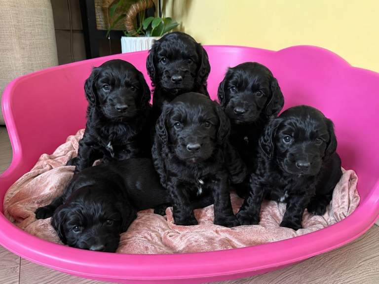 BEAUTIFUL F1B COCKAPOOS 