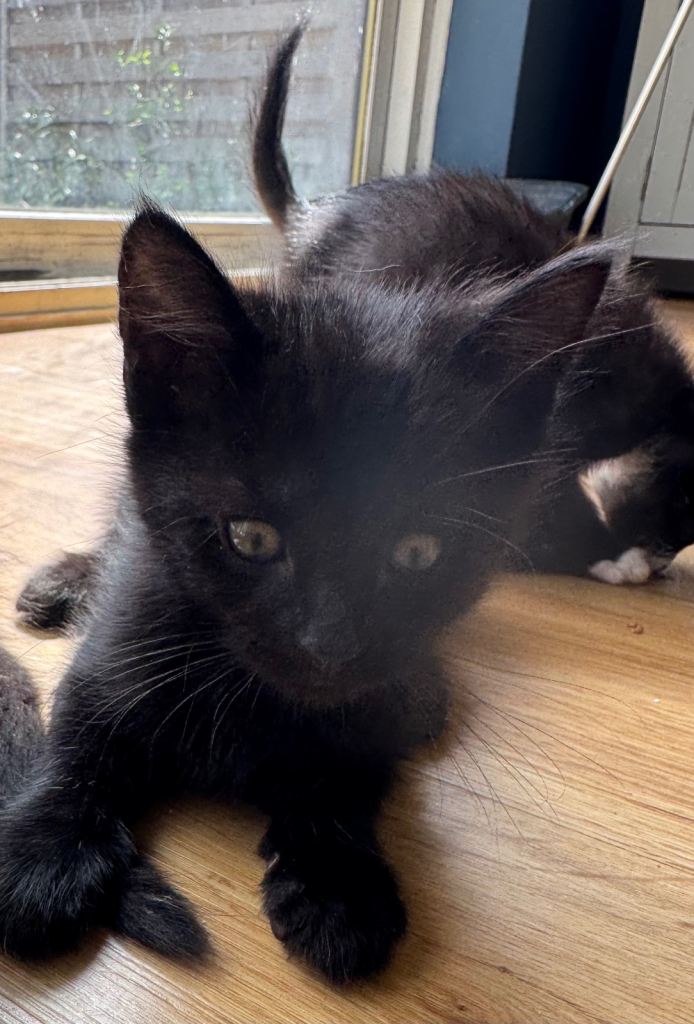 Kittens 