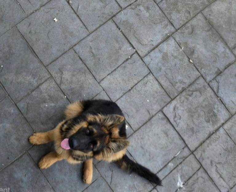 German shepherd puppy boy For Sale  !