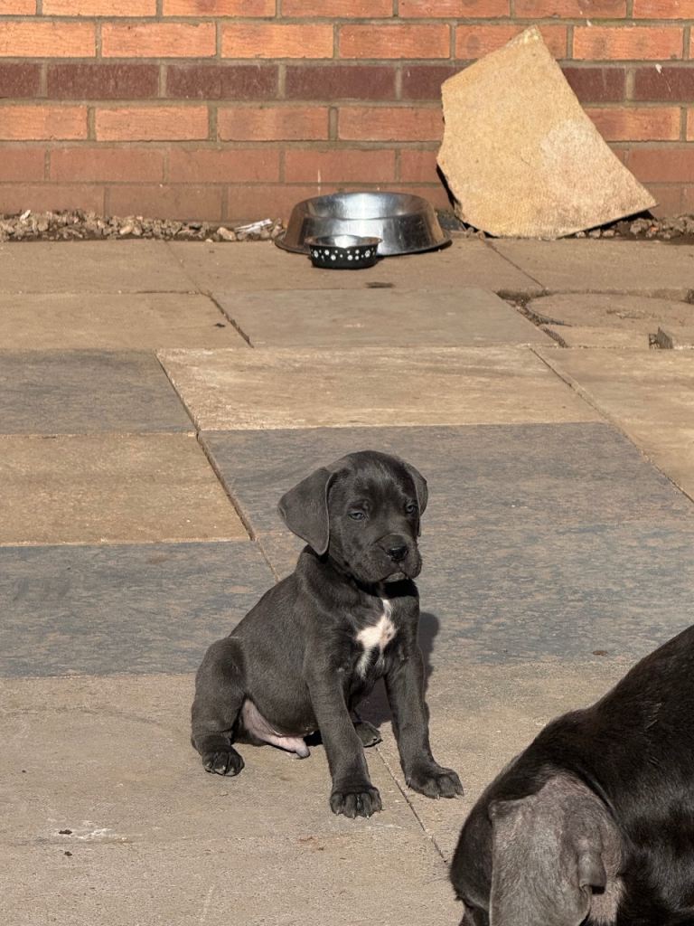 Cane corso puppies