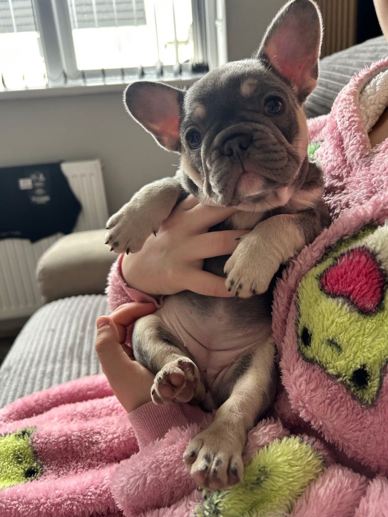French bulldog 
