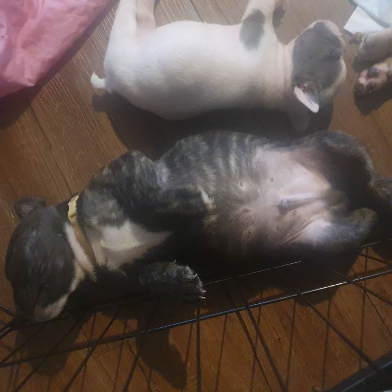 One remaining pup (english/frenchie)
