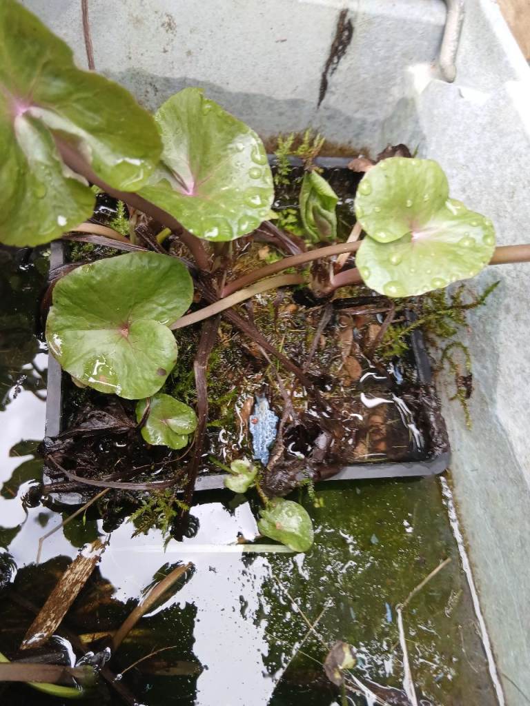 Pond plant potted growing well ready to go in your pond collectIon only. 