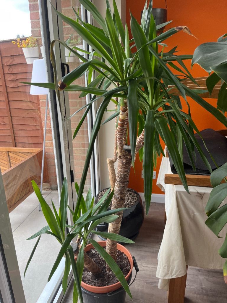 Large Yukka house plant