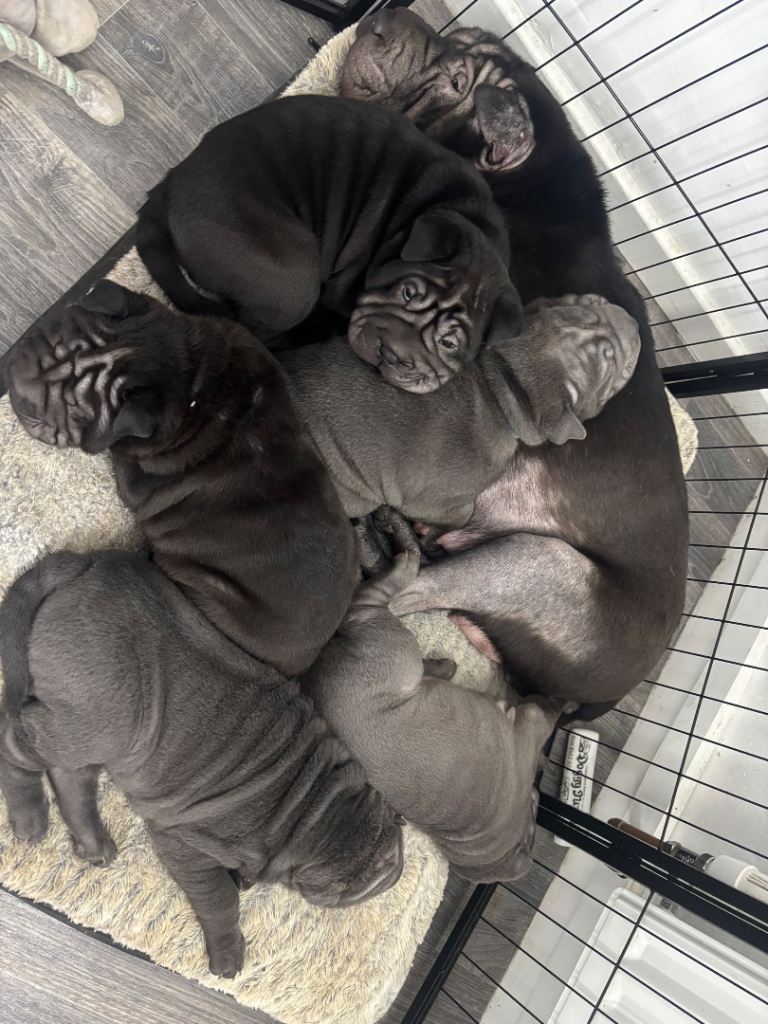 Shar pei puppies 