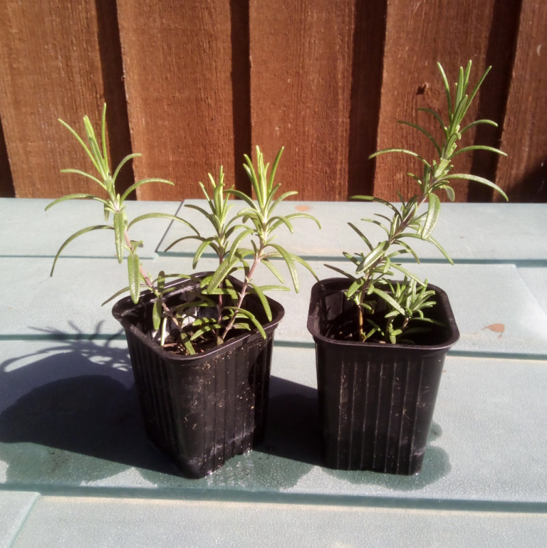 1 x Rosemary ( Herb ) Bush Plant for  £3