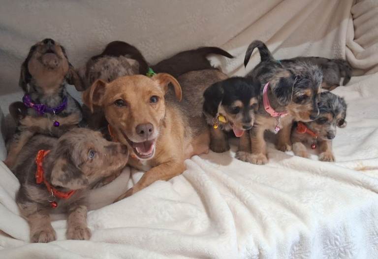 ♡♡♡8 Beautiful Merle Jack Russell Puppies Ready Soon!!♡♡♡