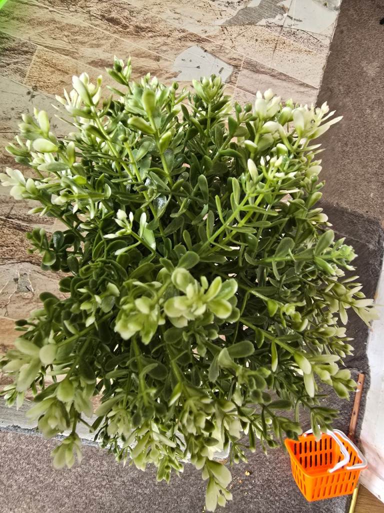 Artificial plant 