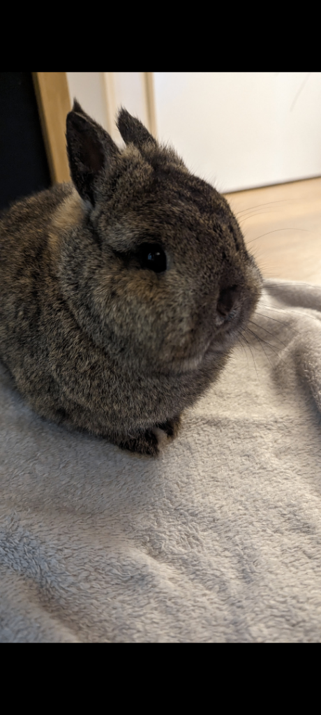 Rabbit with full set up