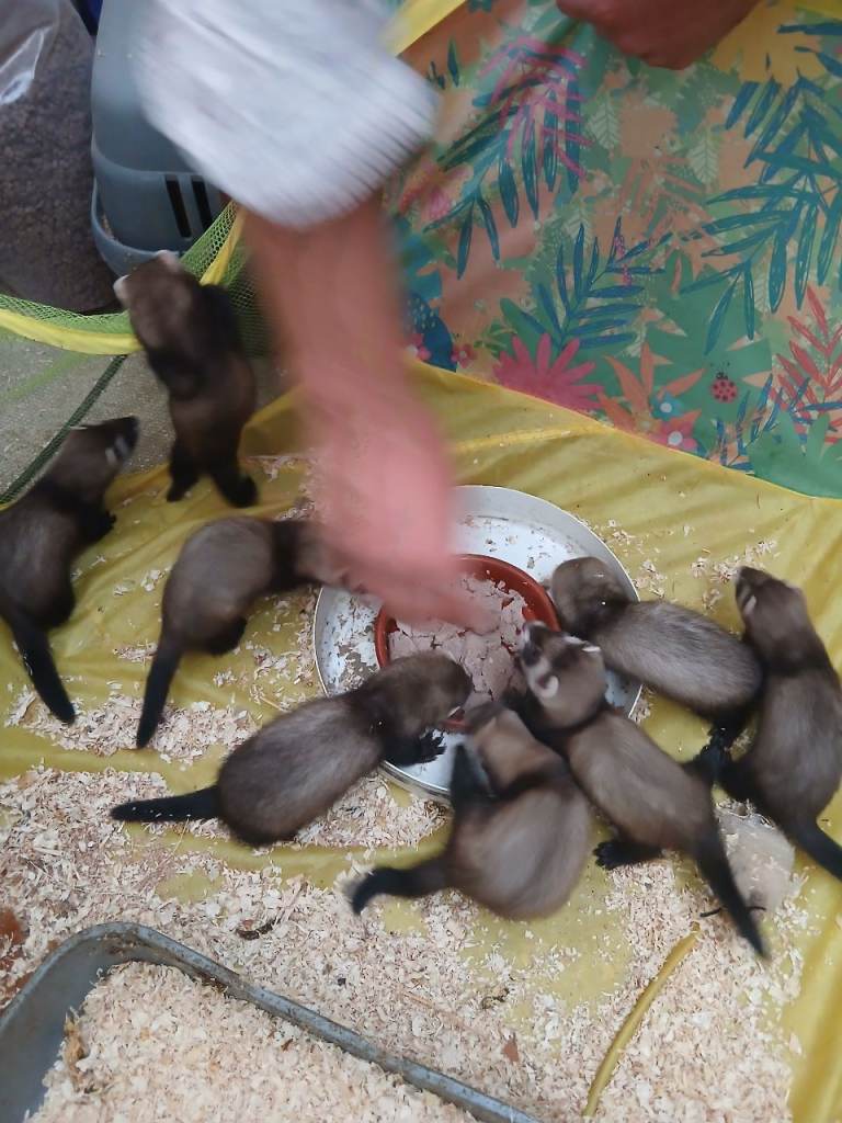 Ferret Kits 